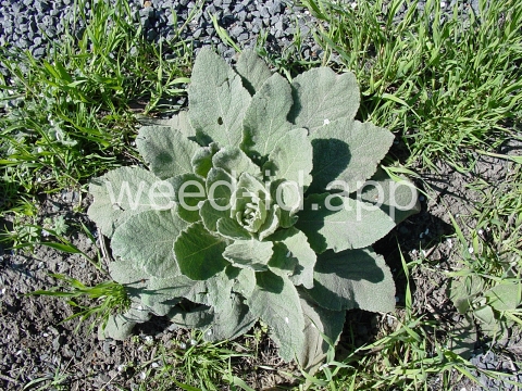 mullein, common